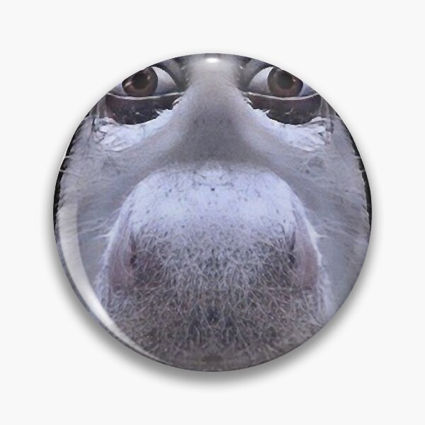 Item preview, Donkey casually looking down on you MEME designed and sold by timmyrow.