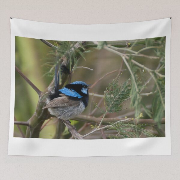 Item preview, Superb Fairy Wren designed and sold by LilLizphoto.