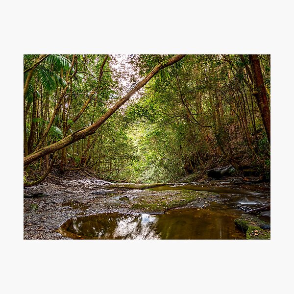 Item preview, Watagans National Park, NSW, Australia designed and sold by rossacampbell.