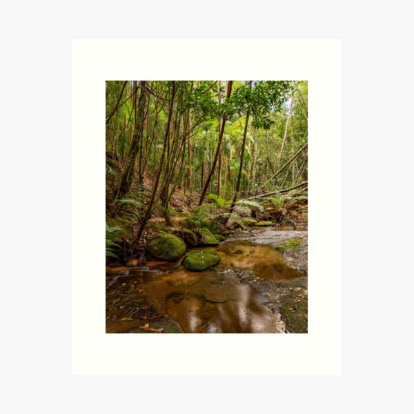 Item preview, Watagans National Park, NSW, Australia designed and sold by rossacampbell.