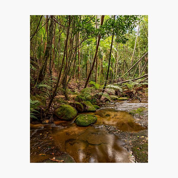 Item preview, Watagans National Park, NSW, Australia designed and sold by rossacampbell.