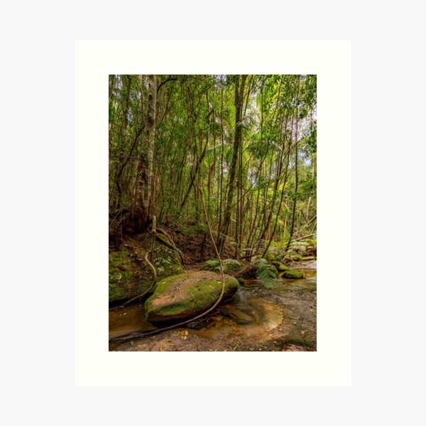 Item preview, Watagans National Park, NSW, Australia designed and sold by rossacampbell.