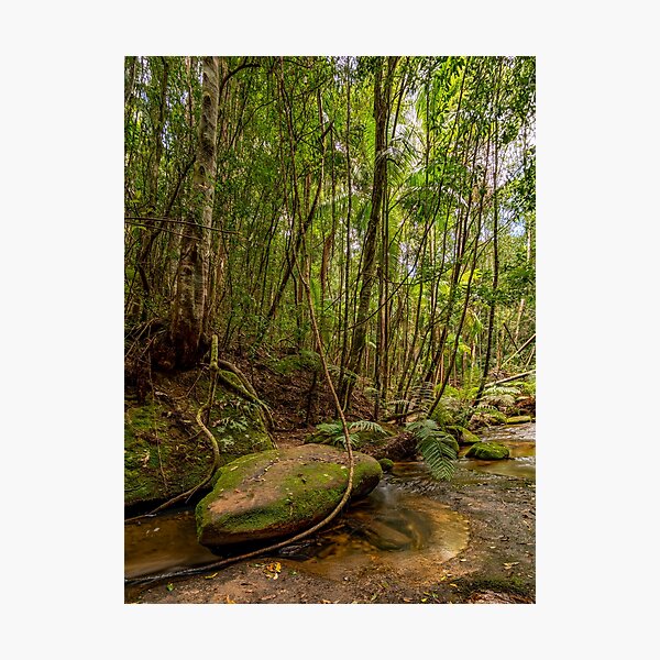 Item preview, Watagans National Park, NSW, Australia designed and sold by rossacampbell.