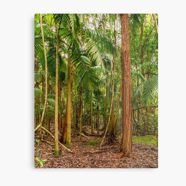 Item preview, Watagans National Park, NSW, Australia designed and sold by rossacampbell.