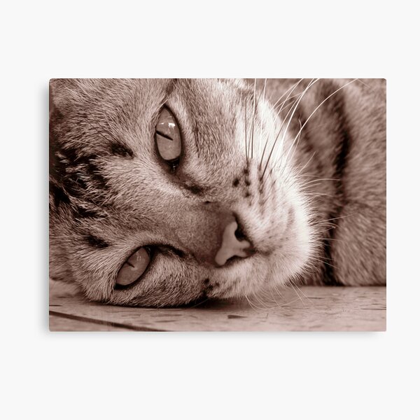Thai cat Canvas Print