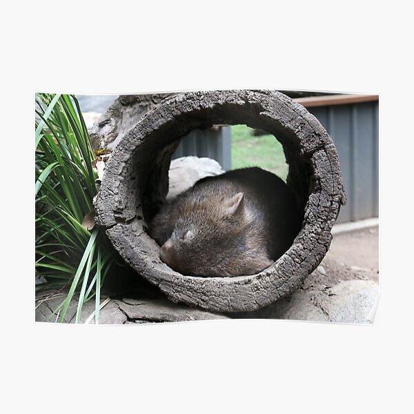 Sleepy Wombat Australia Poster