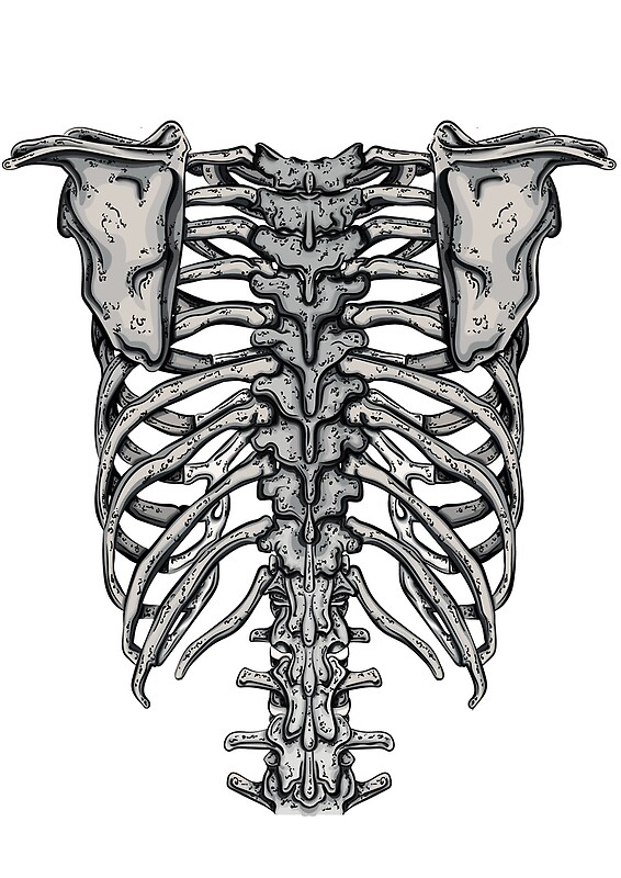 "Back Rib Cage" by Ramblas Design Redbubble