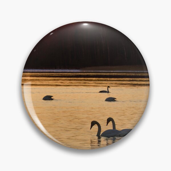 Item preview, Whooper swan sunset view designed and sold by Jouko Lehto Photography.