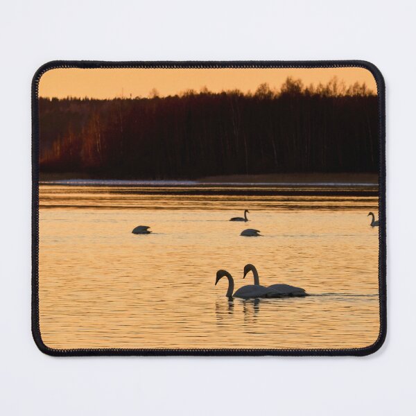 Item preview, Whooper swan sunset view designed and sold by Jouko Lehto Photography.