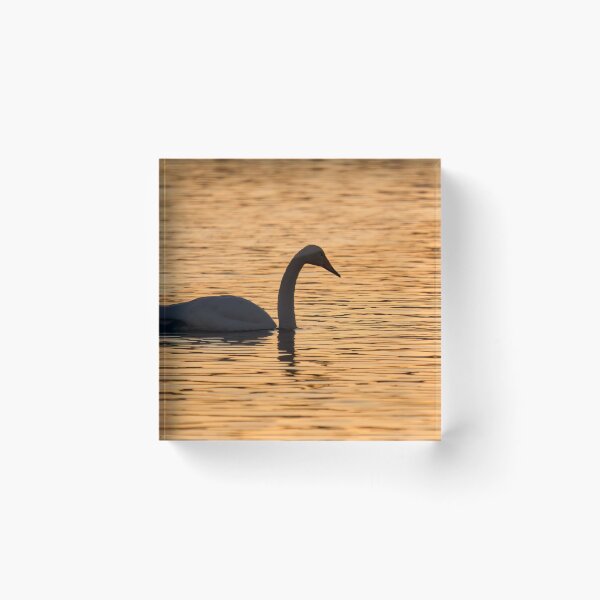 Item preview, Whooper swan sunset designed and sold by Jouko Lehto Photography.