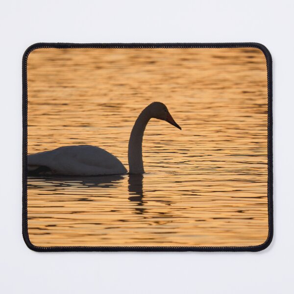 Item preview, Whooper swan sunset designed and sold by Jouko Lehto Photography.