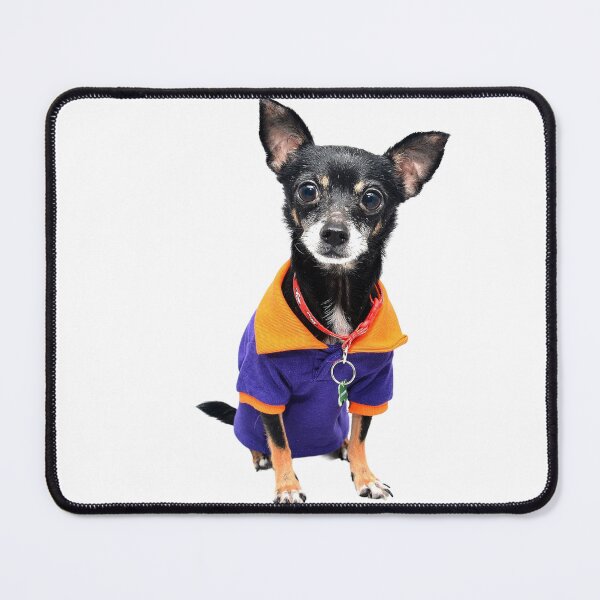 Item preview, Chihuahua dog designed and sold by david-zishu6393.