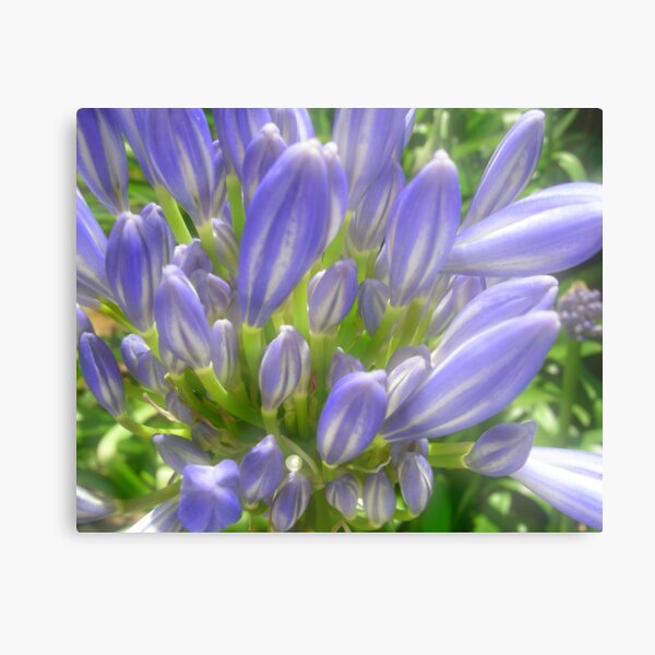 Soft Blues Metal Print