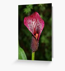 Black Calla Lily Greeting Card