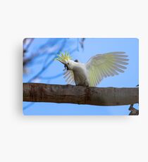 Sulphur Crested Cockatoo with Attitude Metal Print