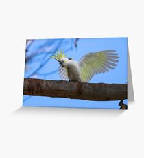 Sulphur Crested Cockatoo with Attitude Greeting Card