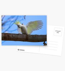 Sulphur Crested Cockatoo with Attitude Postcards