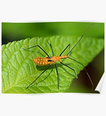 Assassin Bug Up Close Poster