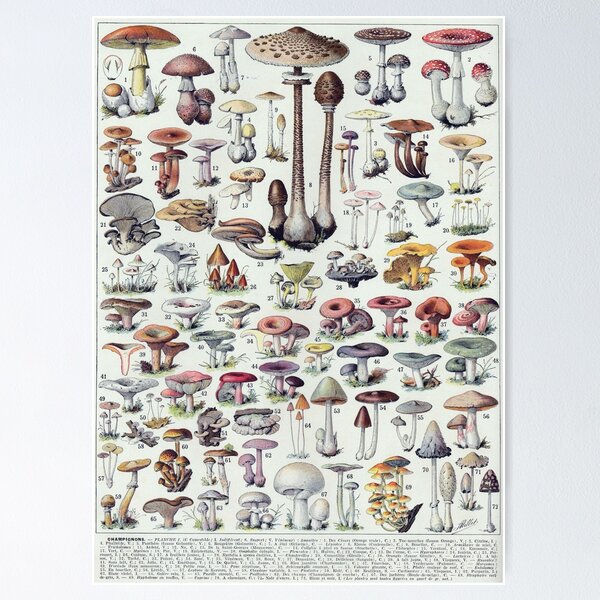 Item preview, Mushrooms (1932) - Larousse du XXe siècle designed and sold by SALON DES ARTS.