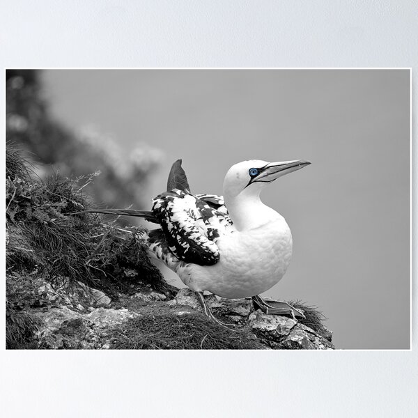 Item preview, Gannet designed and sold by YussefRafik.