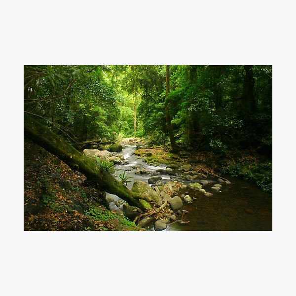 Lamington Dream Photographic Print