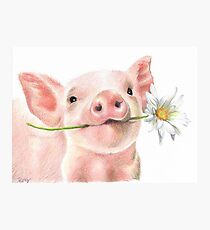 Lámina fotográfica Lindo bebé cerdo con Daisy Flower