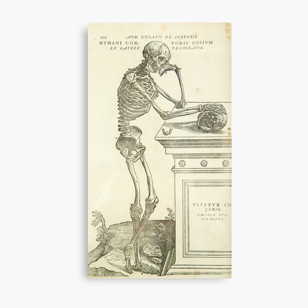 Vintage Anatomy Andreas Vesalius Skeleton Metal Print