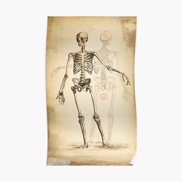 Poster Human Skeleton 32x44cm 