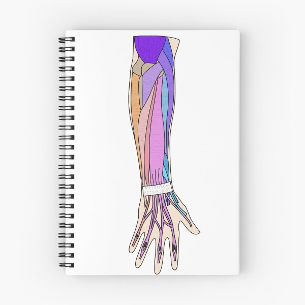 Item preview, Extensors of the Forearm (with tendons) designed and sold by WilmingtonOT.