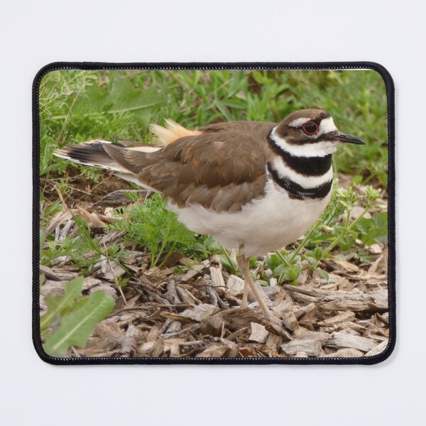 Item preview, Killdeer Bird designed and sold by Andie Janik.