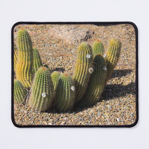 Item preview, Cute Little Bonker Hedgehog Cacti -Echinocereus bonkerae designed and sold by outdoorstudio.
