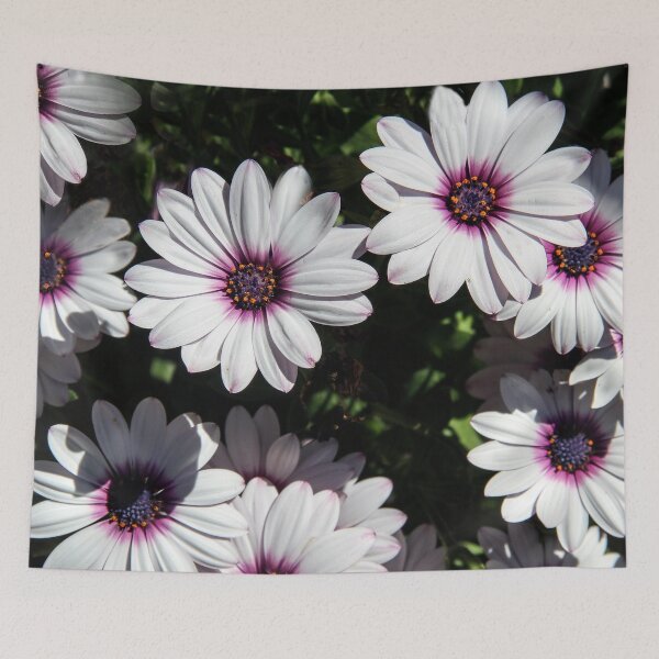 Item preview, Osteospermum Daisies Happy in the Sun designed and sold by heatherfriedman.