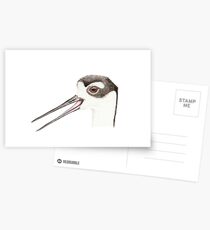 Black-necked Stilt Postcards