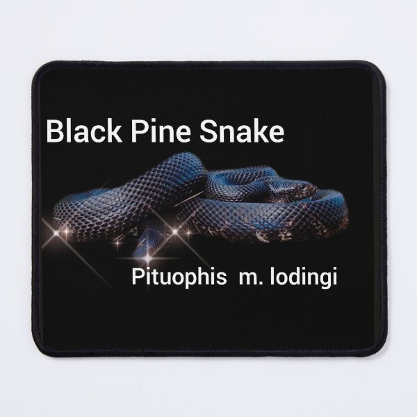 Item preview, Black Pine Snake Pituophis melanoleucus lodingi designed and sold by StrangeFetish.