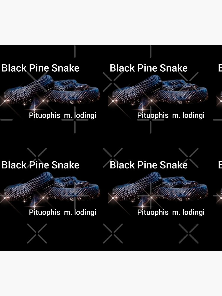 Disover Black Pine Snake Pituophis melanoleucus lodingi Socks