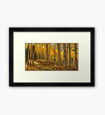 Autumn Aspen Forest Aspen Colorado Panorama Framed Print