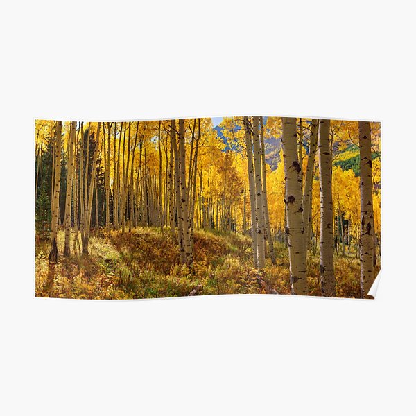 Autumn Aspen Forest Aspen Colorado Panorama Poster