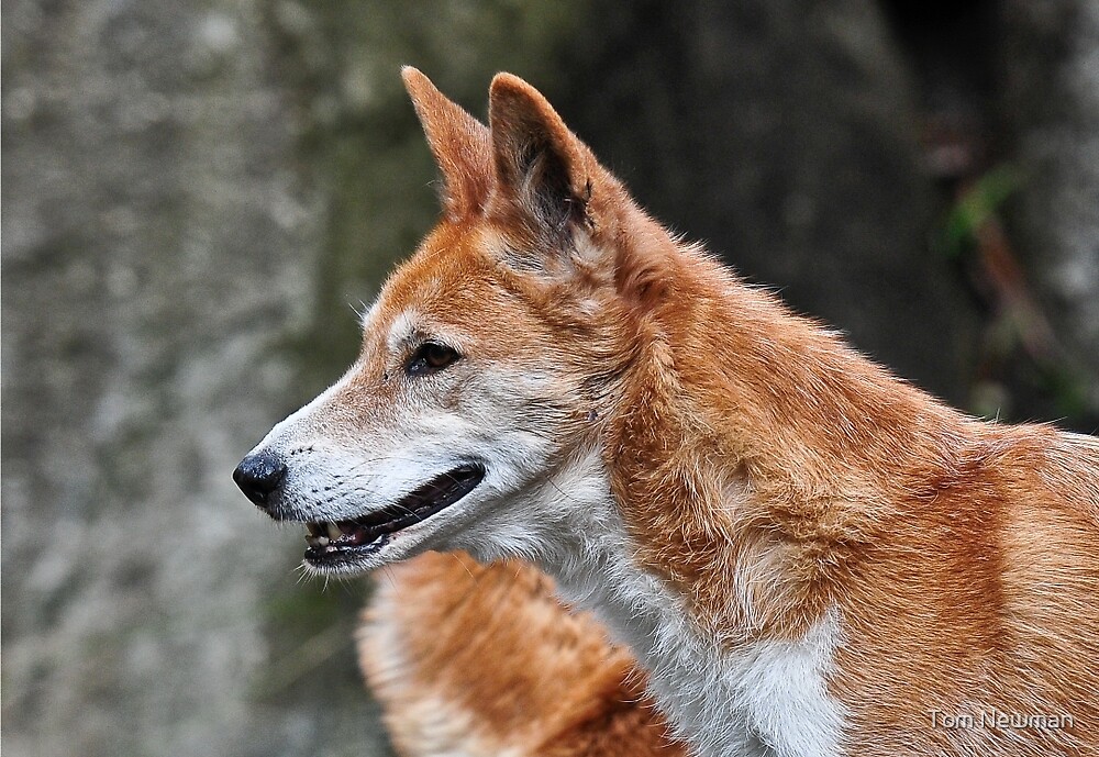 Dingo By Tom Newman Redbubble dingo-by-tom-newman-redbubble