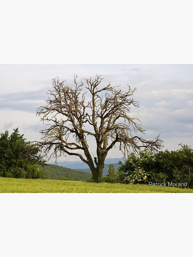 An old tree in the fields by patmo