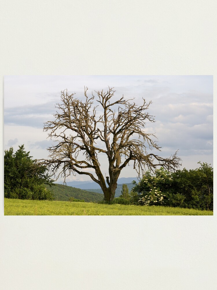 Alternate view of An old tree in the fields Photographic Print