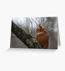 EASTERN SCREECH OWL - SIDE VIEW Greeting Card