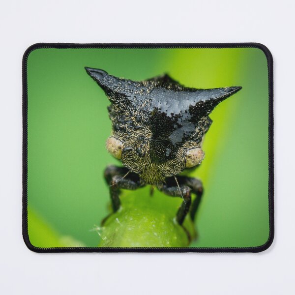 Item preview, A cool looking treehopper! (Gargarini) chilling on the petiole  designed and sold by AvonPerception.