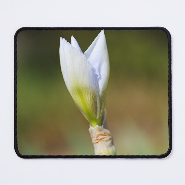 Item preview, Light Blue Iris Bud Of Spring  designed and sold by Joy Watson - Natural Light Photography .