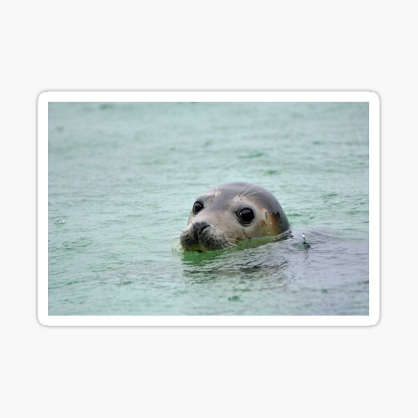 Item preview, Common Seal designed and sold by YussefRafik.