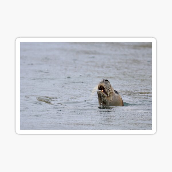 Item preview, Common Seal designed and sold by YussefRafik.