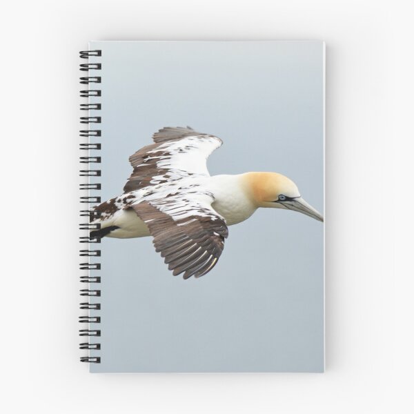 Item preview, Gannet designed and sold by YussefRafik.