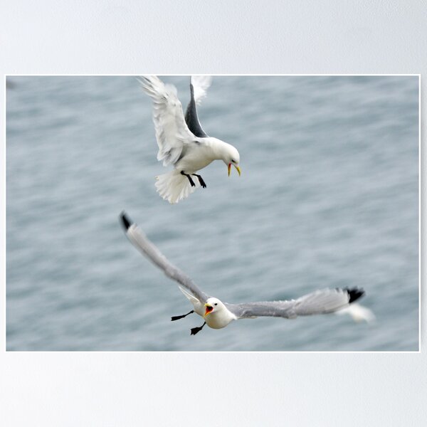 Item preview, Kittiwakes designed and sold by YussefRafik.