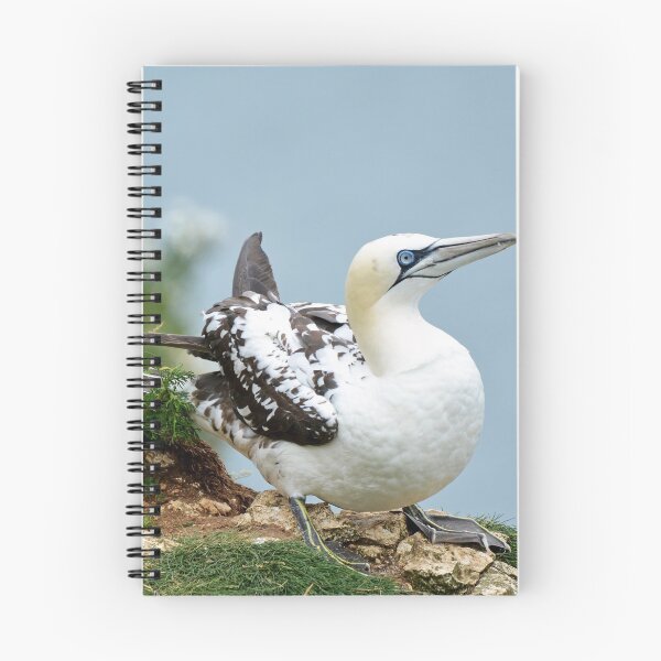 Item preview, Gannet designed and sold by YussefRafik.