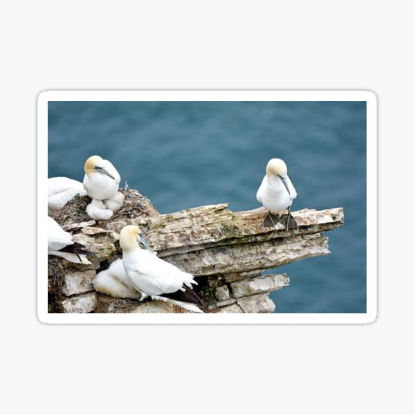 Item preview, Gannets designed and sold by YussefRafik.