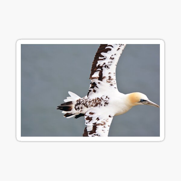 Item preview, Gannet designed and sold by YussefRafik.